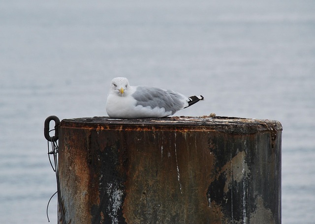 Free Animal Bird photo and picture