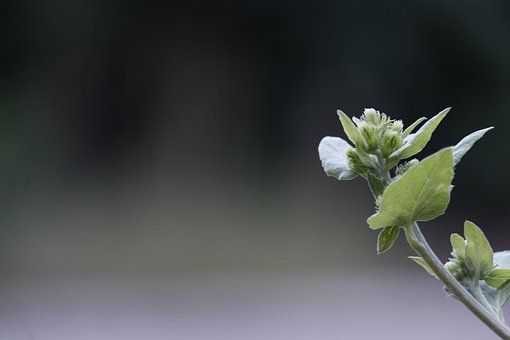 Grønn, Anlegg, Dybde På Feltet, Åpen