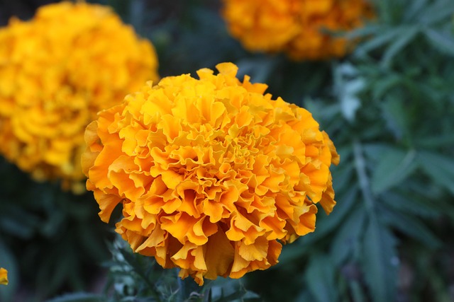 Blume, Gelb, Natur, Gelbe Blumen