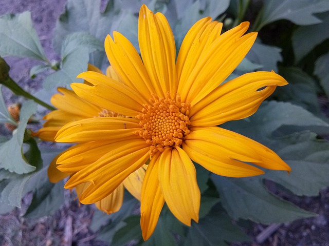 Mexikanische Sonnenblume, Gartenblume
