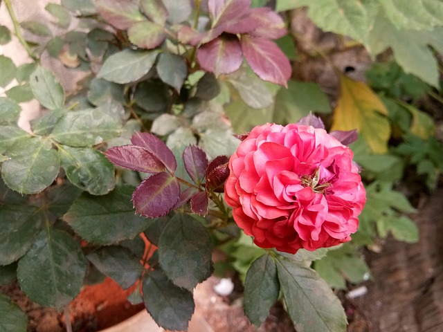 Rose, Rote Rose, Gartenblume