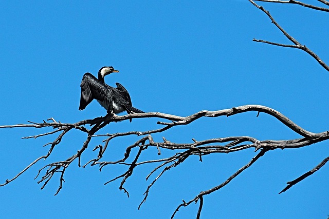 Free Pied Cormorant Bird photo and picture