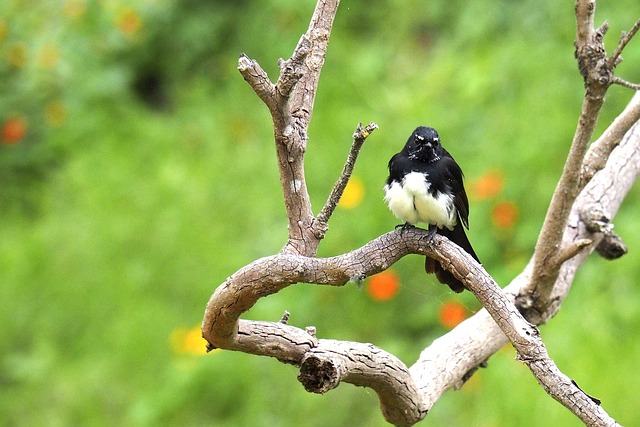 Free Bird Wagtail photo and picture