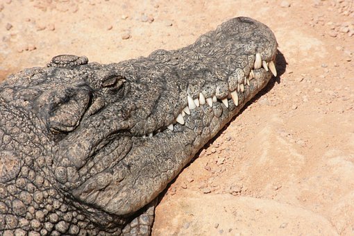 Free Crocodile Alligator photo and picture