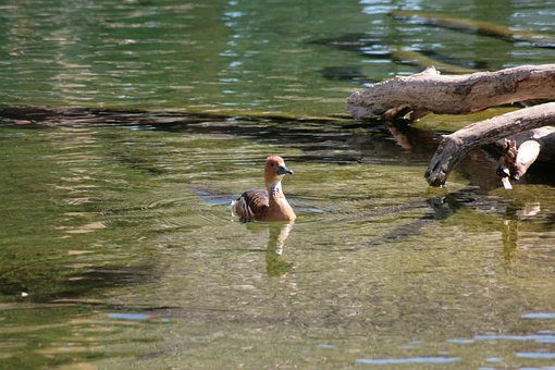 Free Duck Bird photo and picture