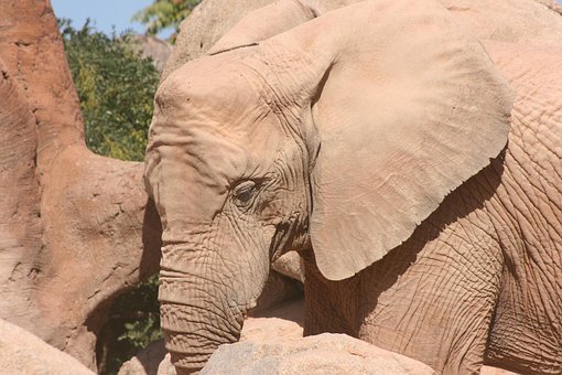 Free Elephant Zoo photo and picture