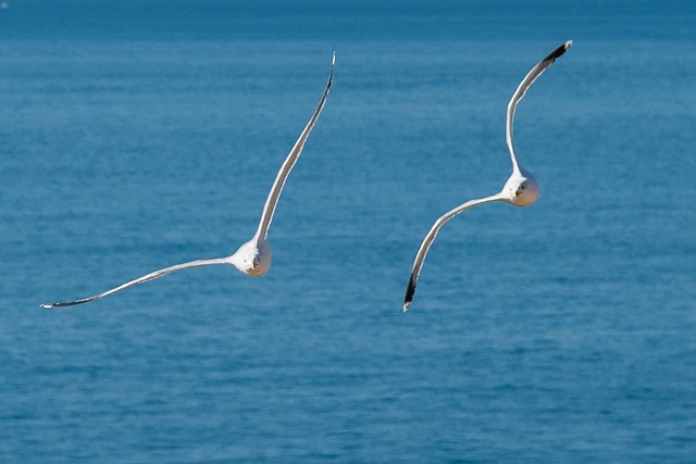 Animais, Pássaro, Gaivota