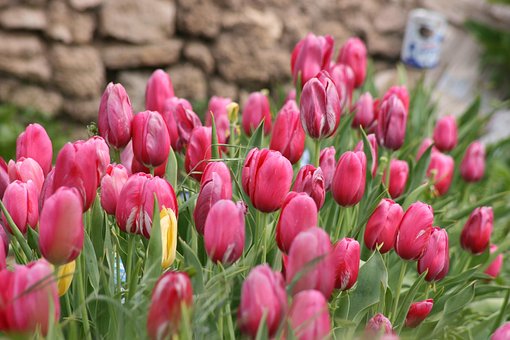 Free Flower Flowers photo and picture