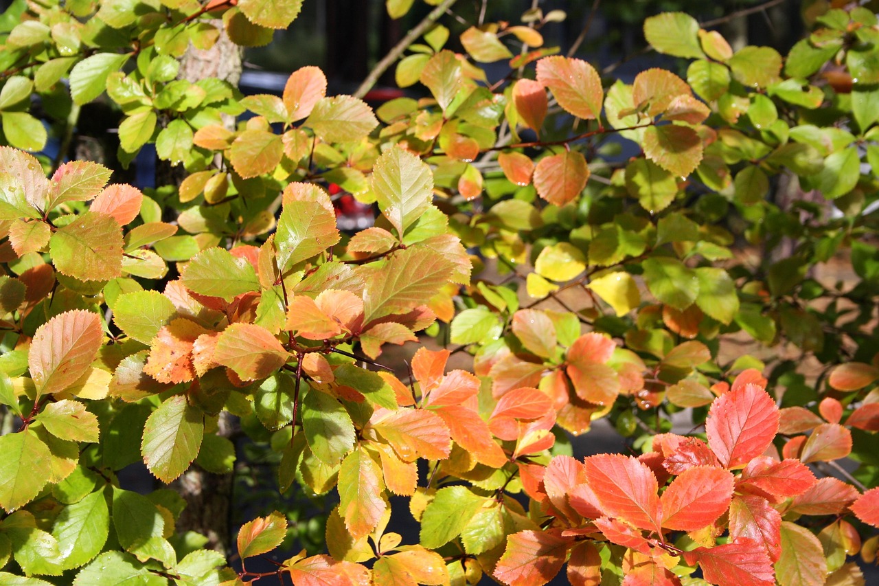 fall-leaves-free-photo-on-pixabay