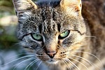 cat, tabby, cat eye