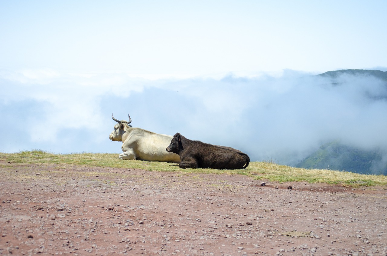 Cow - free online jigsaw puzzle photo