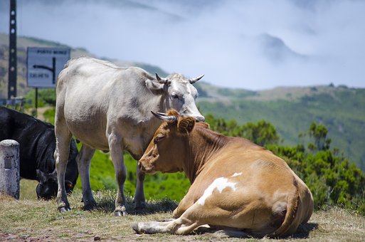 Free Cow Animal photo and picture