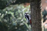 great spotted woodpecker, nature, forest bird