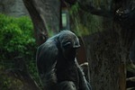 ape, chimpanzee, old