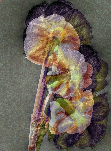 Free Daffodil Spring photo and picture