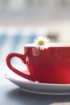 Cup, Tee, Margarite, Flower, Coffee