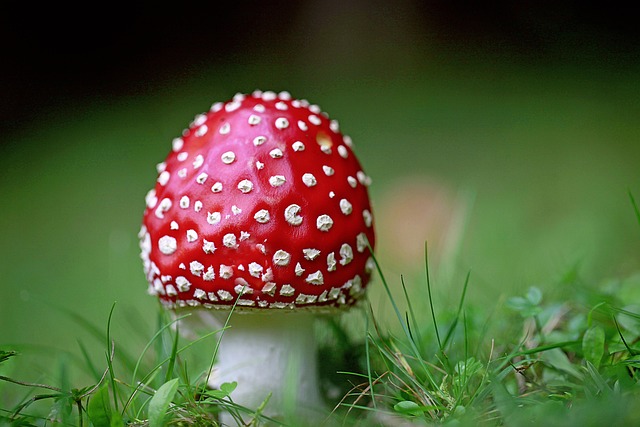 Free Toadstool Points photo and picture