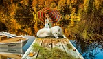 lake, lacquer, nature