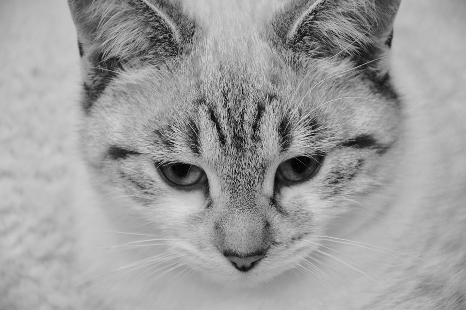 猫 若い猫 写真を白黒 Pixabayの無料写真