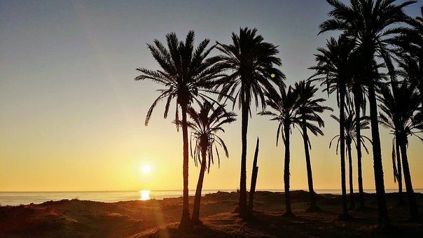 Free Spain Palm Trees photo and picture
