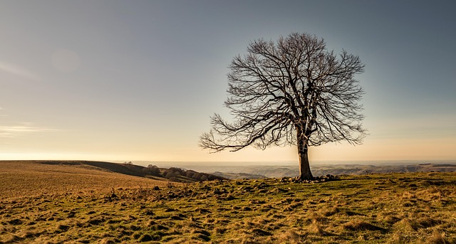 Free Tree Fall photo and picture