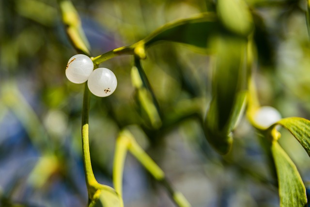 Free Mistletoe White Ball photo and picture
