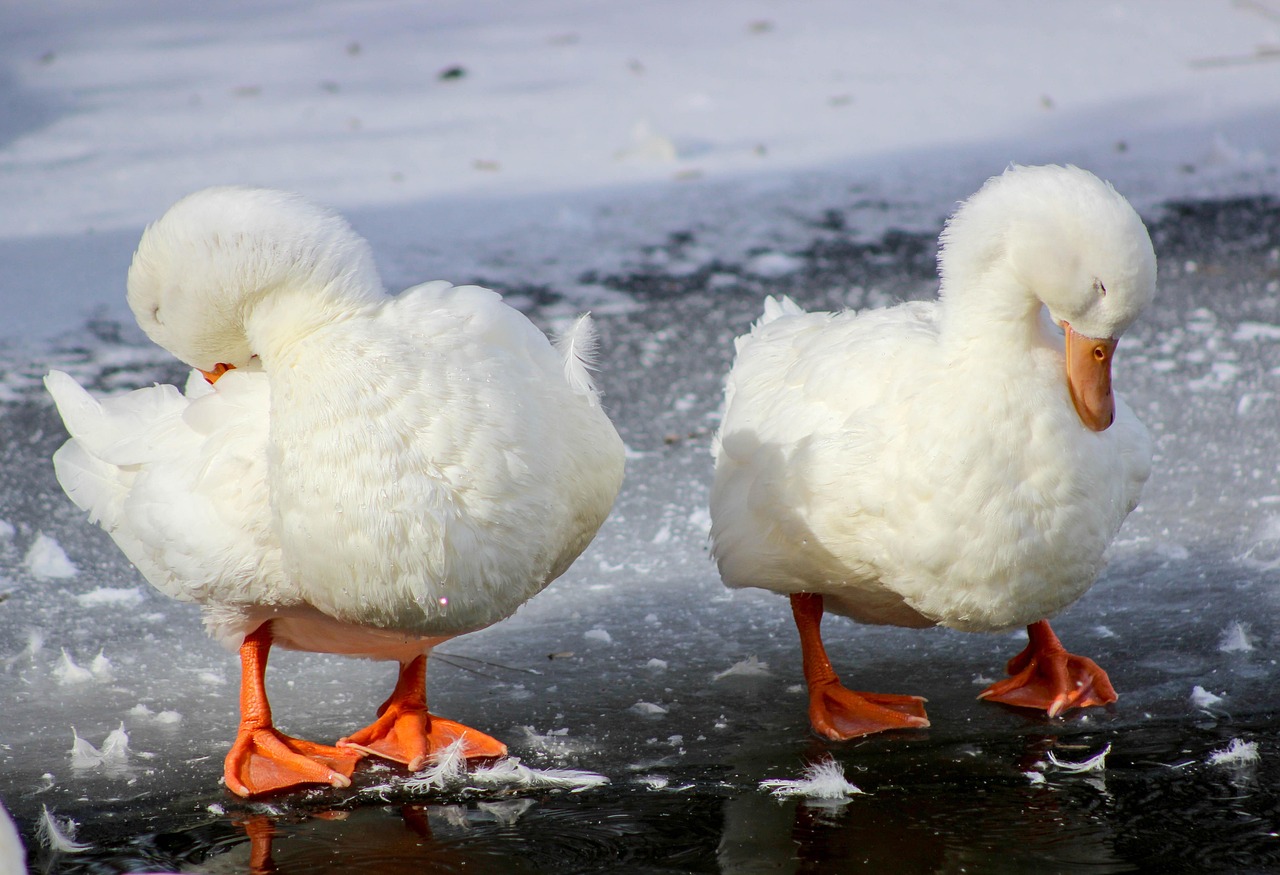 Two Duck Pair - Free photo on Pixabay