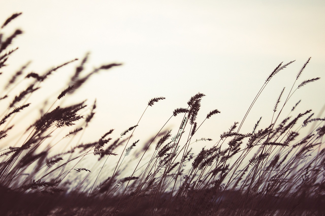 Free Field Nature photo and picture