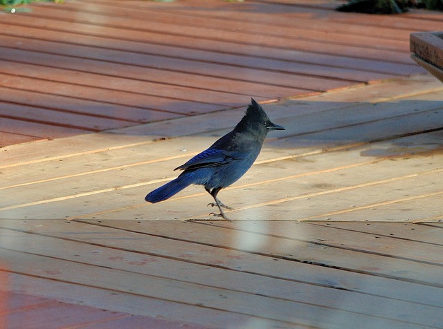 Free Jay Bird photo and picture