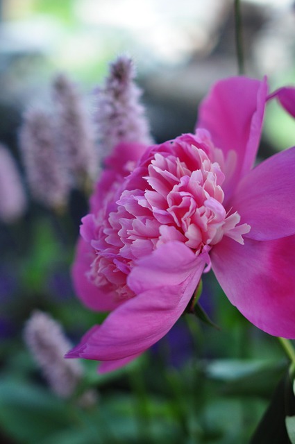 Rosa, Blume, Natur, Blumen, Pflanze
