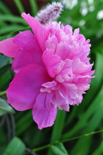 Blume, Rosa, Pinke Blumen, Natur, Blumen
