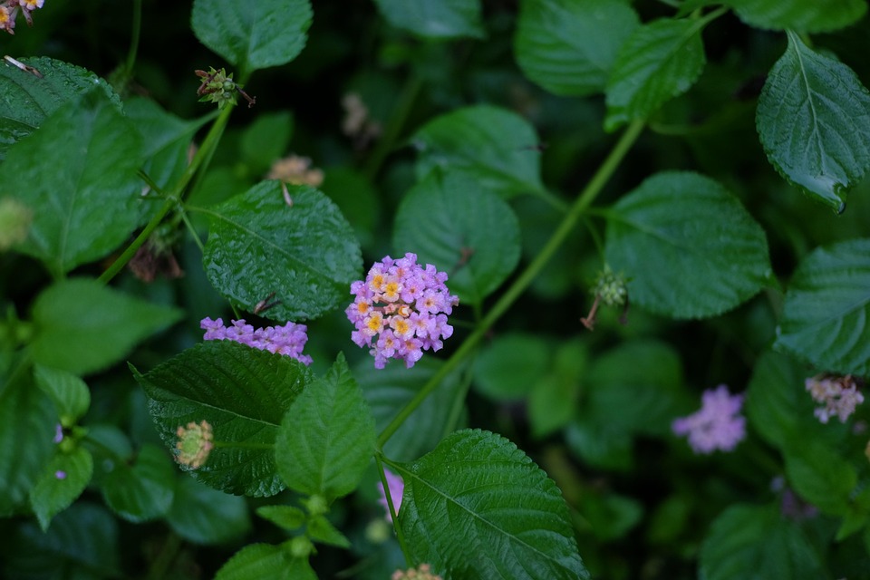 La Princesse Cette Fleur Sauvage Scan Vf