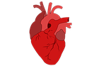 heart, blood