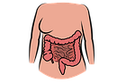 intestine, human body, the digestive system