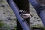 animal, morning, bird