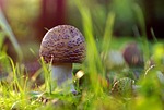 amanita, red, mushroom