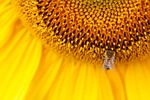 sunflower, sun flower, yellow
