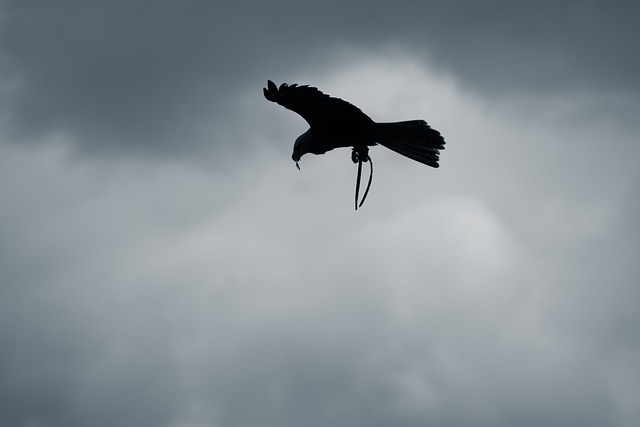 Roofvogel, Hemel, Grimmig, Vredesduif