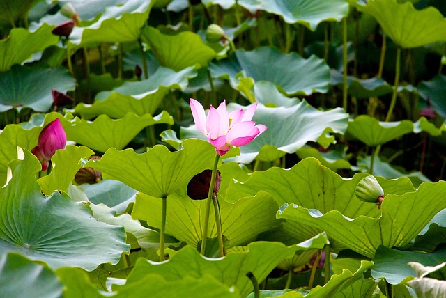 Lótus, Flor, Planta, Verão, Flora