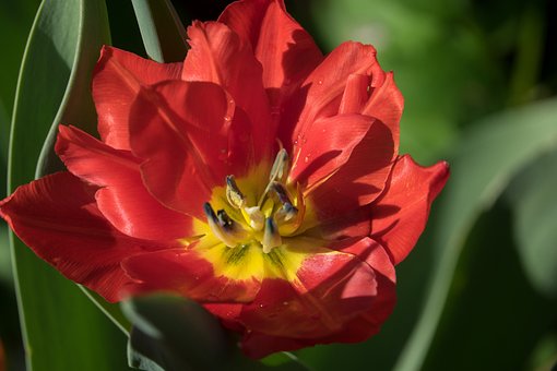 Free Close Up Yellow Red photo and picture