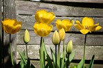 tulips, yellow, spring