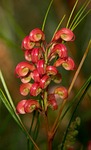 grevillea, flower, detail