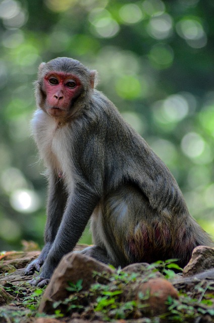 Affe, Tier, Tierwelt, Dschungel, Wild