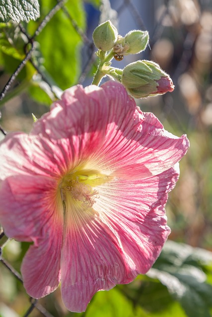 Free Close Up Blossom photo and picture