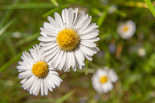 Free Daisy Blossom photo and picture
