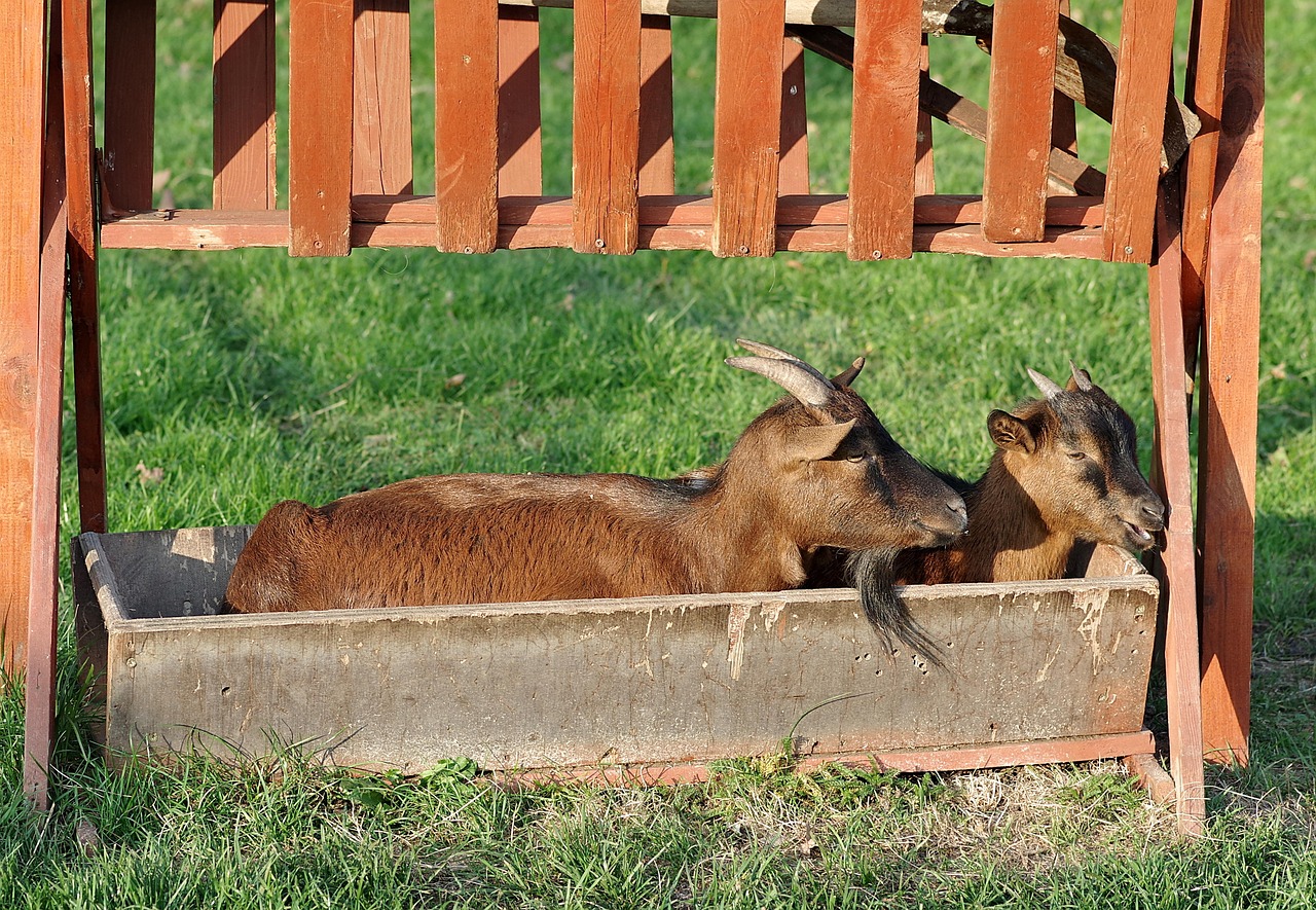 Goats Trough Funny That'S - Free photo on Pixabay - Pixabay