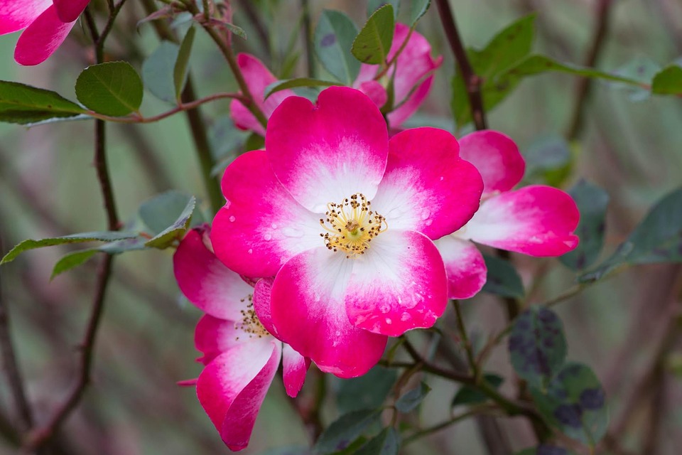 Rosa Röd-Vit Trädgård - Gratis foto på Pixabay