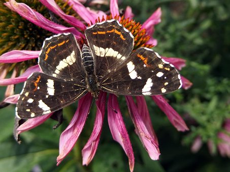 Free Butterfly Butterfly Wings photo and picture