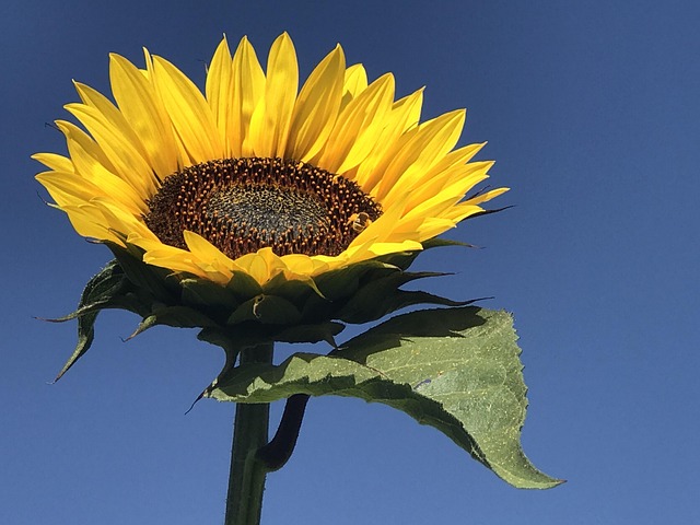 Free Sunflower Flower photo and picture