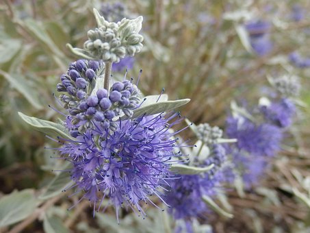 Free Bluebeard Flower photo and picture